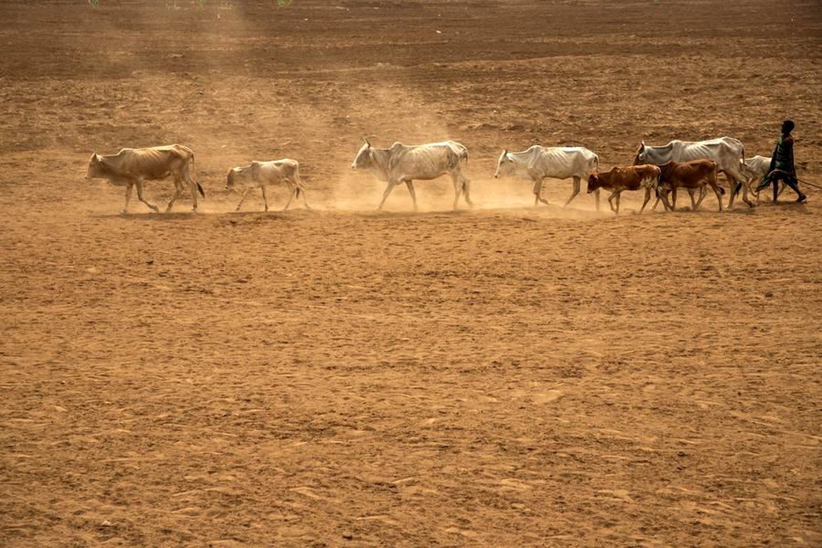 Rusya Önümüzdeki Aylarda Afrika\'ya Ücretsiz Tahıl Gönderecek