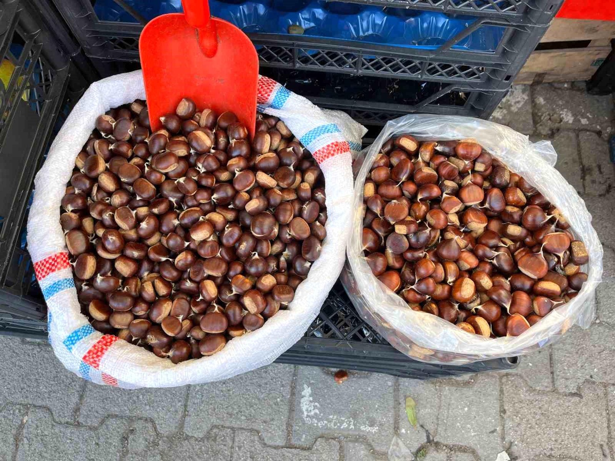 Sinop\'ta Kestane Fiyatları Yükseldi