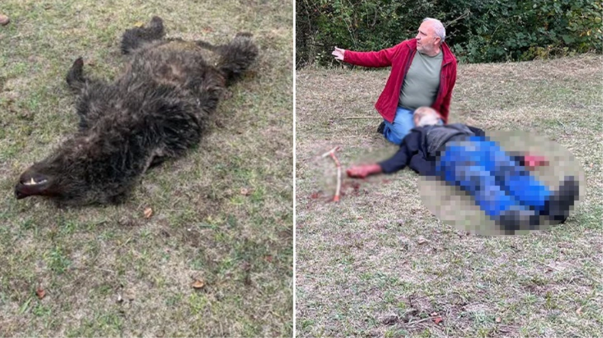 Yaşlı adamı kanlar içinde bırakan ayı, köylüler tarafından öldürüldü 