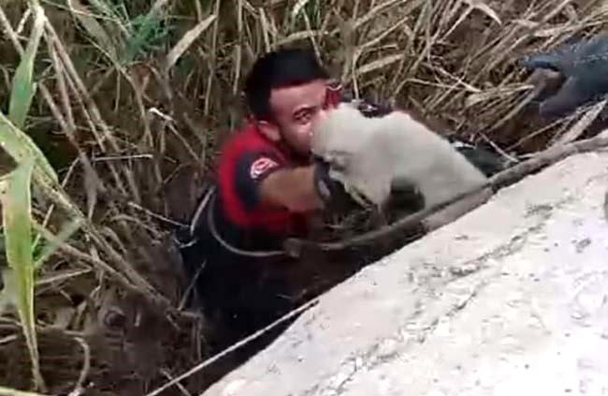 Şanlıurfa\'da Sazlık Alanda Mahsur Kalan Yavru Köpekler Kurtarıldı