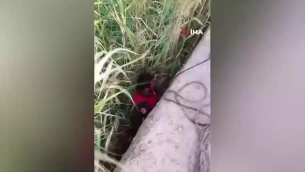 Kurtarılan yavru köpeklerin sevgi gösterisi yürekleri ısıttı