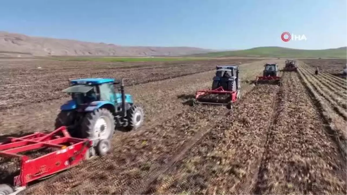 Sivas'ta Patates Hasadı Başladı, Rekor Bekleniyor