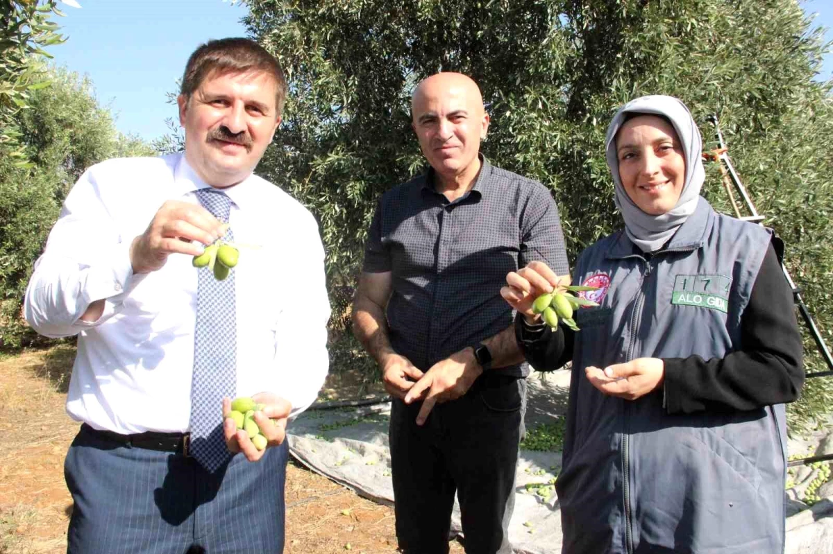 Karaman\'da Türkiye\'nin En Kaliteli Zeytini Üretiliyor