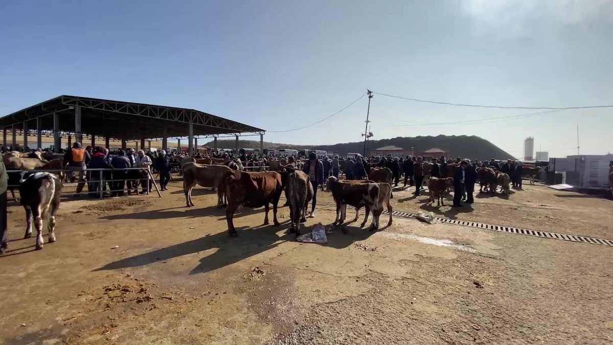 Yozgat\'ta Şap Hastalığı Nedeniyle Kapanan Canlı Hayvan Pazarları Yeniden Açıldı