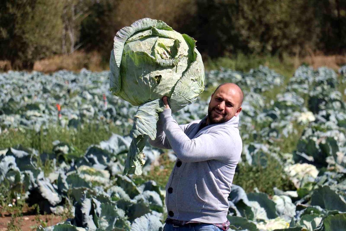 Sivas\'ta Ata Tohumundan Üretilen Dev Lahanaların Hasadı Başladı