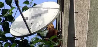 Avcılar'da Kedi Çanak Antene Mahsur Kaldı
