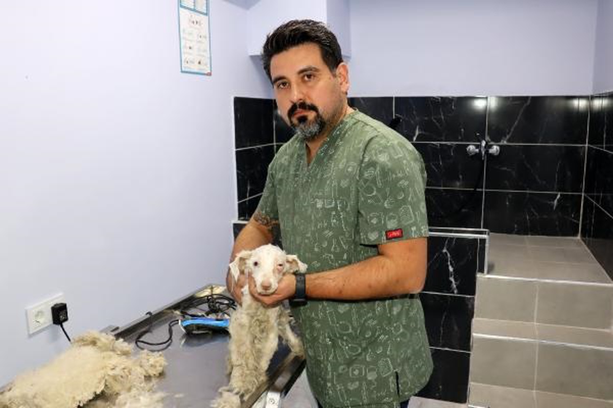 Keşan\'da terk edilen yaralı köpek tedavi altına alındı