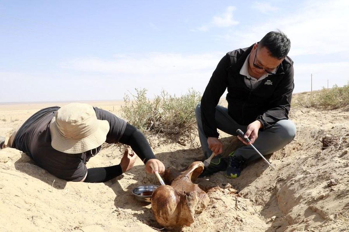 İç Moğolistan\'da Platybelodon türüne ait fosil sergilenecek