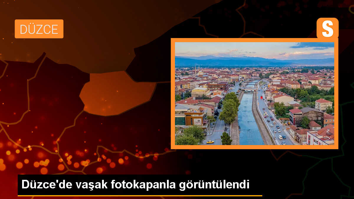 Düzce\'de Vaşak Fotokapanla Kaydedildi