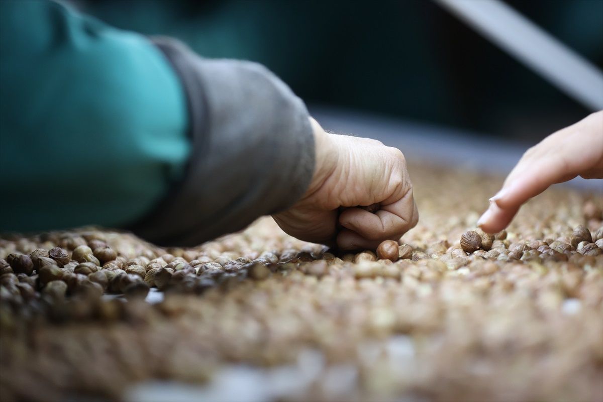 Düzce\'den AB Ülkelerine 3 Bin 868 Ton İç Fındık İhracatı