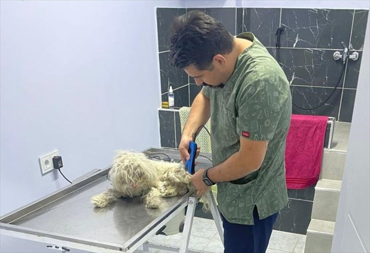Keşan\'da terk edilen yaralı köpekler tedavi altına alındı