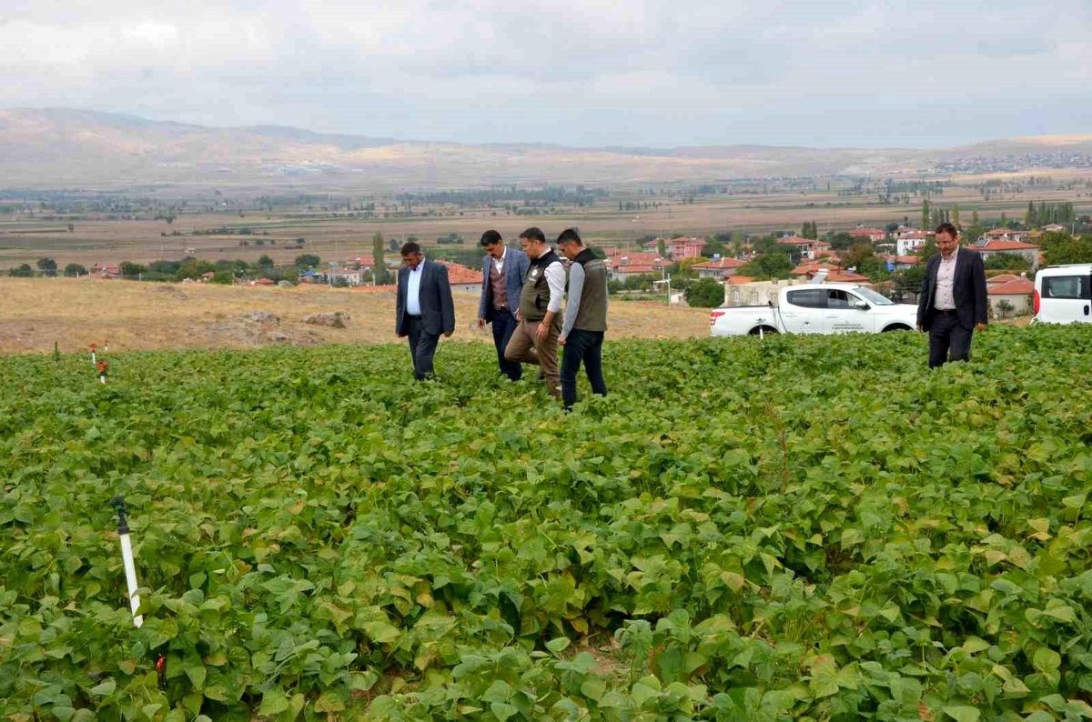 Afyonkarahisar\'da Fasulye Hasadı 16 Bin Tonu Geçti