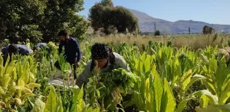 Adıyaman'ın Çelikhan ilçesinde tütün hasadı başladı