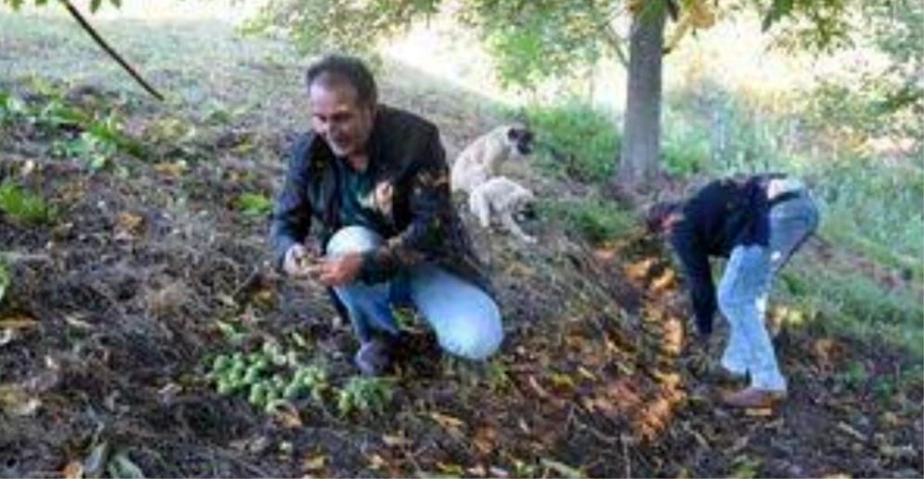 Şebin cevizinde rekolte düşüklüğü fiyatlara yansıyacak