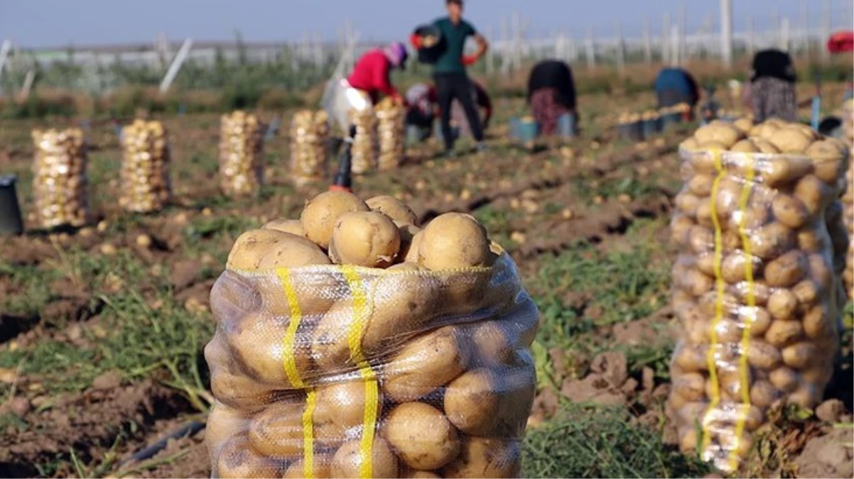 Bolu\'da hasat sona erdi! Sarı patatesin kilosu 20 lira