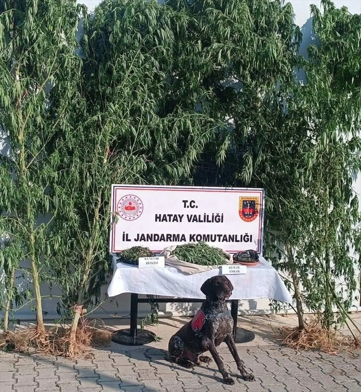 Hatay\'da kenevir ve esrar operasyonu: 105 kök kenevir ve 4 kilogram esrar ele geçirildi