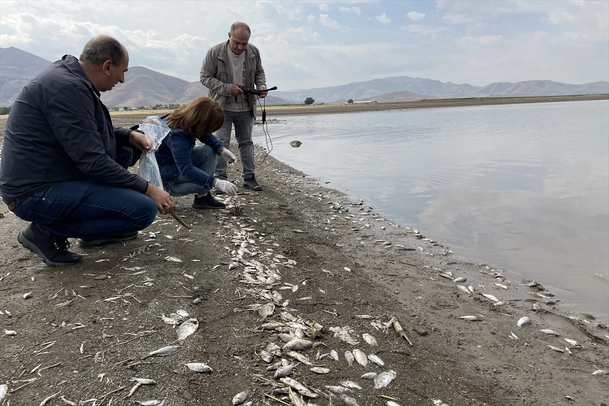 Elazığ\'da Keban Baraj Gölünde Balık Ölümleri İncelemesi Başlatıldı