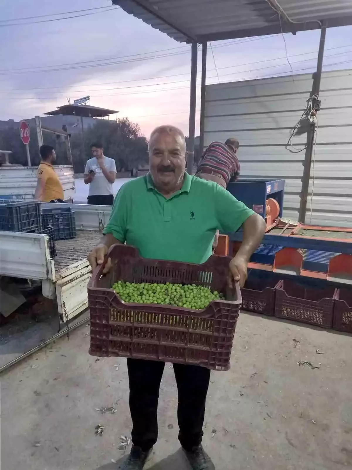 Mersin\'de Zeytin Hırsızlığı Arttı, Üreticiler Nöbet Tutuyor