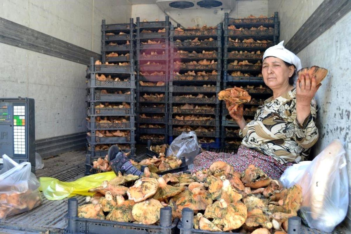 Muğla\'da doğal mantar Çıntarın kilosu 150 TL