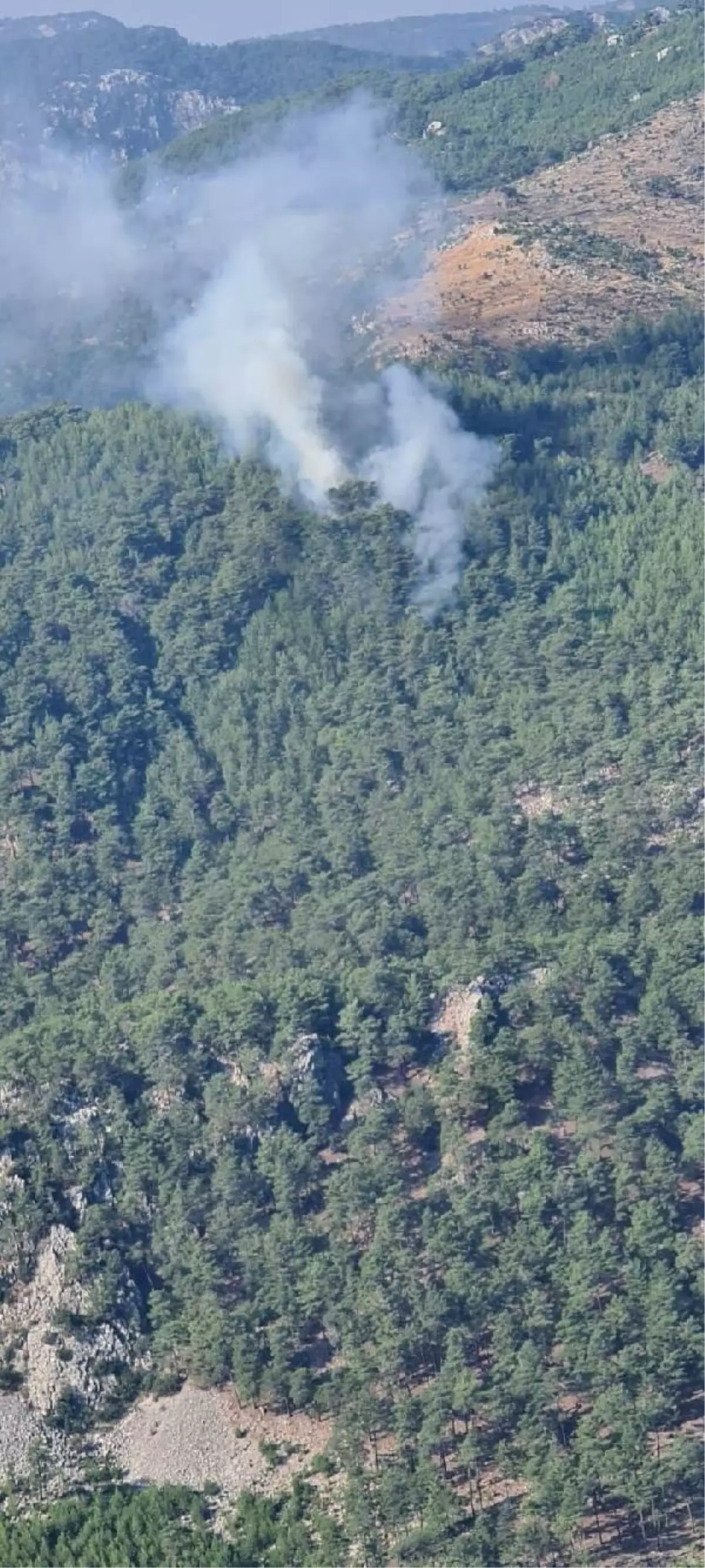 Muğla'da orman yangını