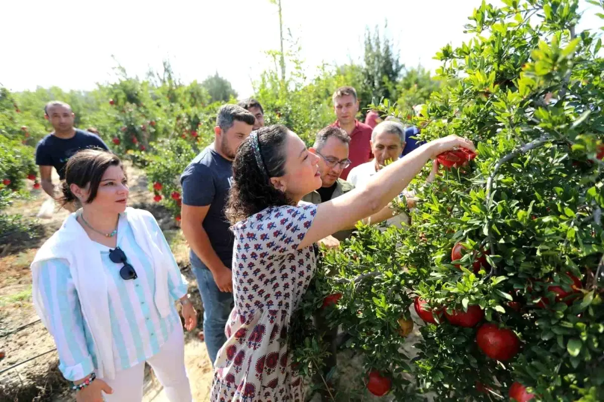 Selçuk nar tanesi ile şenlendi: Üreticiye destek, ürünlere tanıtım