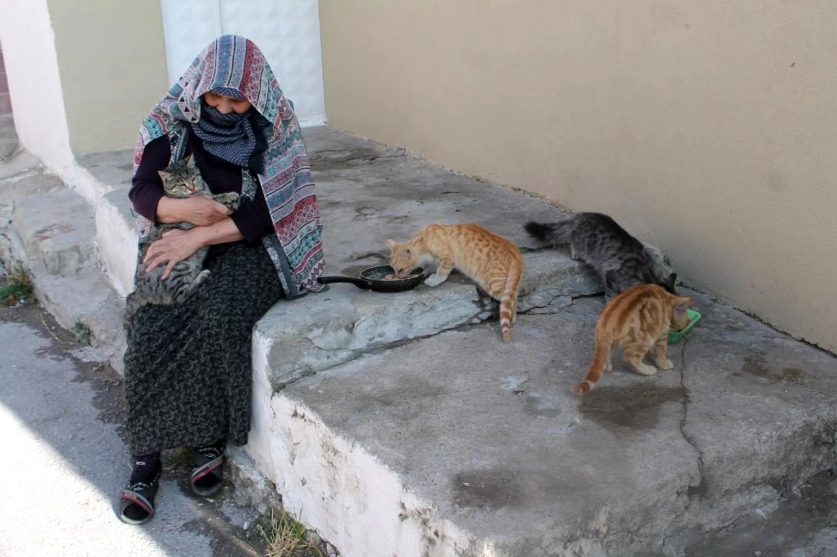 Bayburt\'ta 70 yaşındaki kadın, 50 yıldır sokak kedilerine gözü gibi bakıyor