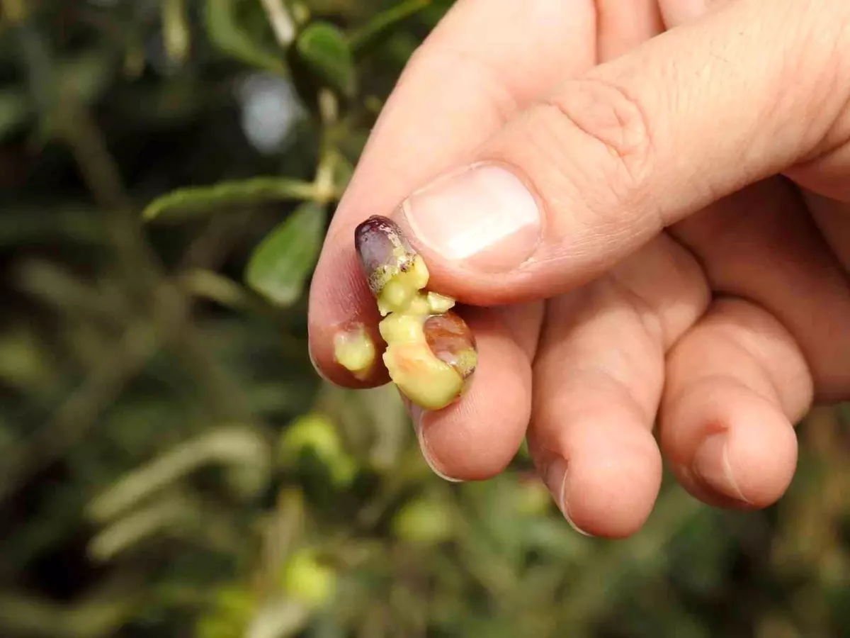 Kilis\'te Yağan Sağanak Yağmur Zeytin Ağaçlarına İlaç Gibi Geldi