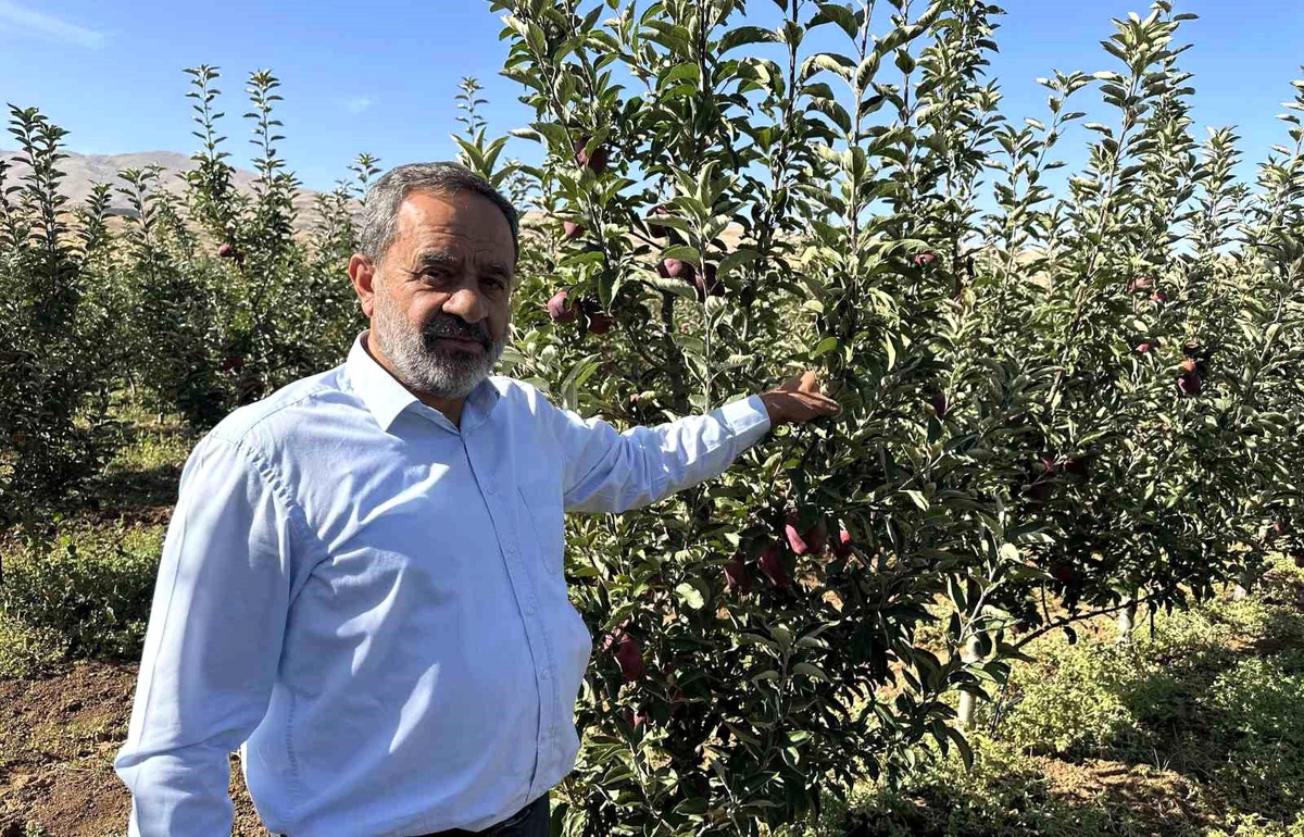 Malatya\'da Elma Hasadı Başladı, Üreticiler Soğuk Hava Deposu İstiyor