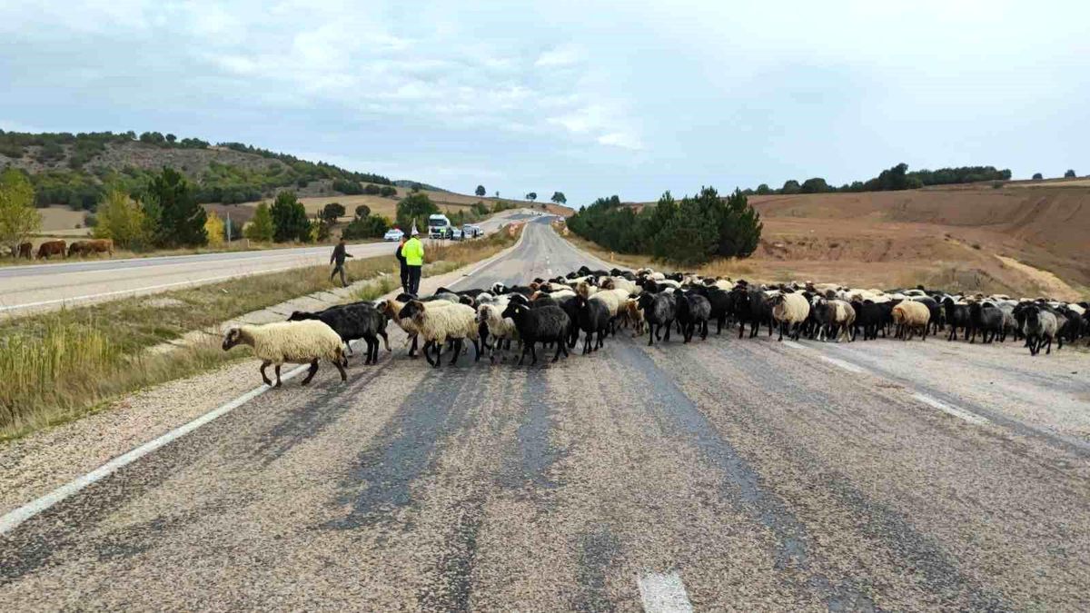 Tokat'ta Yayladan Dönen Hayvanlara Jandarma ve Polis Ekipleri Güvenli Geçiş Sağladı