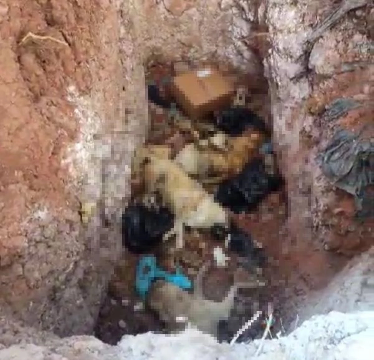 Tunceli Belediyesi Sokak Hayvanları Bakımevi\'nde Ölüm İddiaları İncelemeye Alındı
