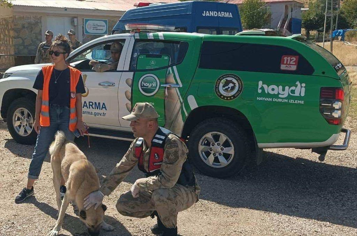 Tunceli\'de sahipsiz hayvanlar için proje başlatıldı