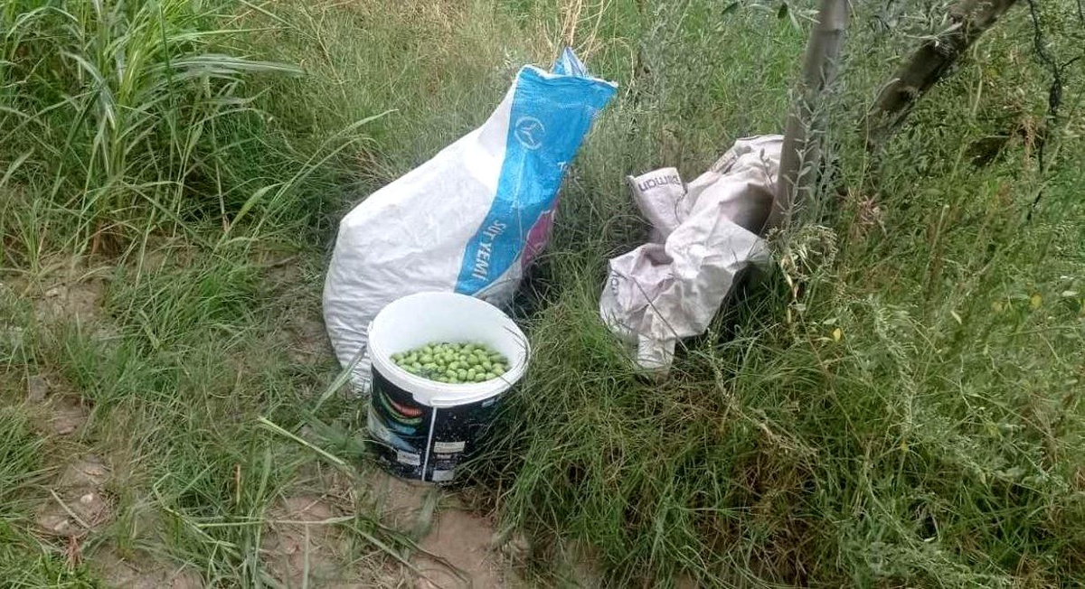 Aydın\'da 70 Kilogram Zeytin Çalan 2 Şüpheli Yakalandı