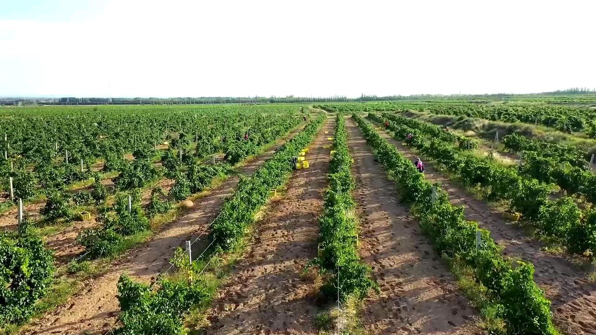 Çin\'in Ningxia bölgesindeki tarım arazilerinin hasat mevsimi