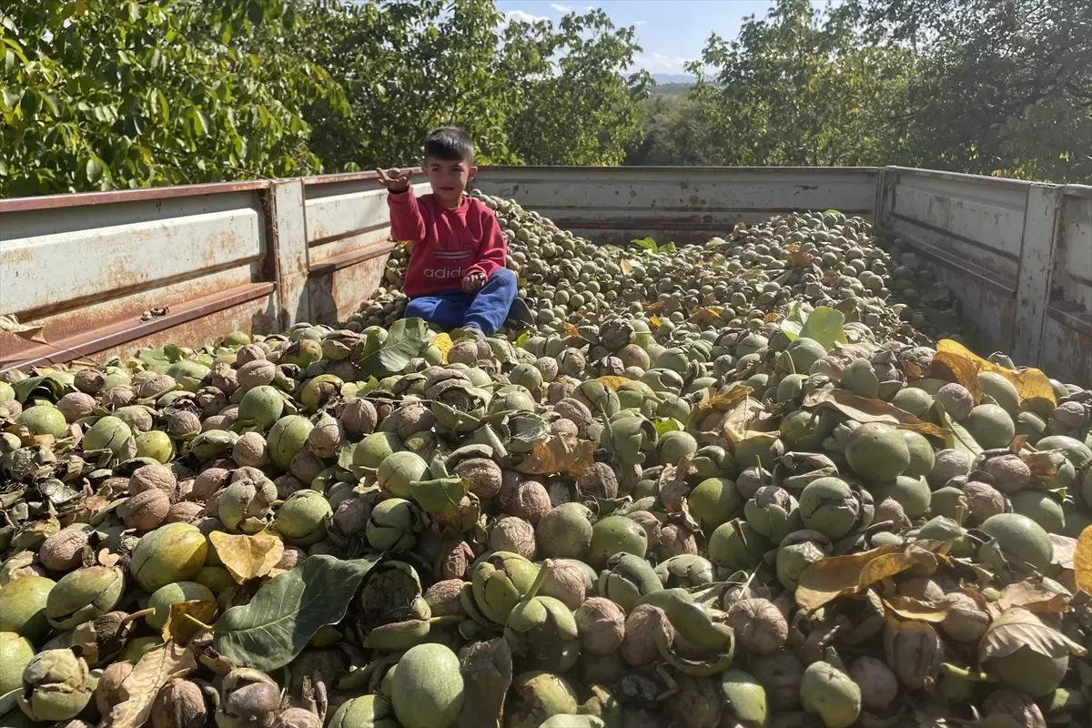 Elazığ\'da 125 Bin Ağaçta Ceviz Hasadı Başladı