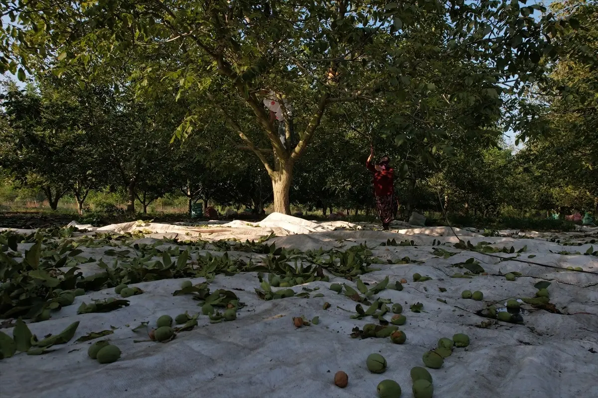 Sındırgı\'da Ceviz Hasadı Başladı