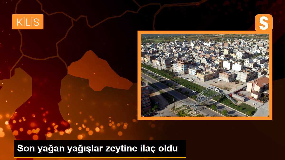 Son yağan yağışlar zeytine ilaç oldu