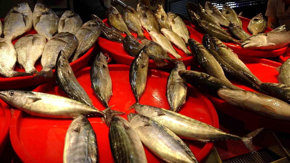 Karadeniz\'de Palamut Sezonu Başladı