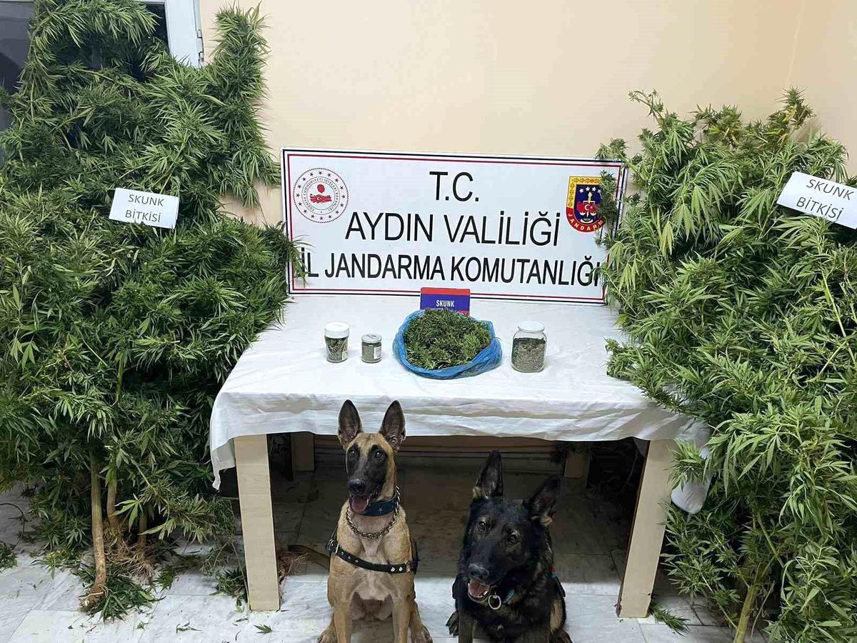 Aydın\'da Uyuşturucu Operasyonu: 1209 Gram Skunk Ele Geçirildi
