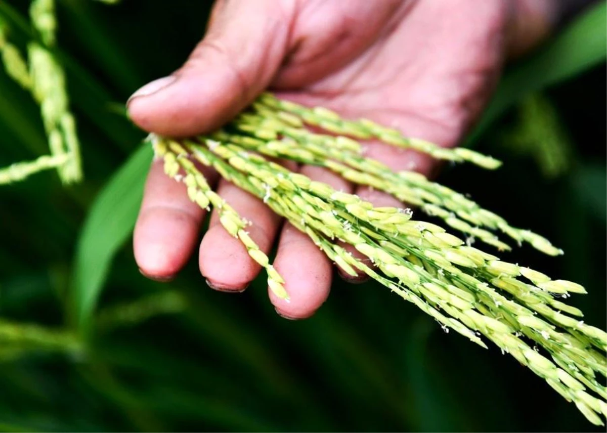 Çin, Hibrit Pirinç Ekim Alanını Genişletti