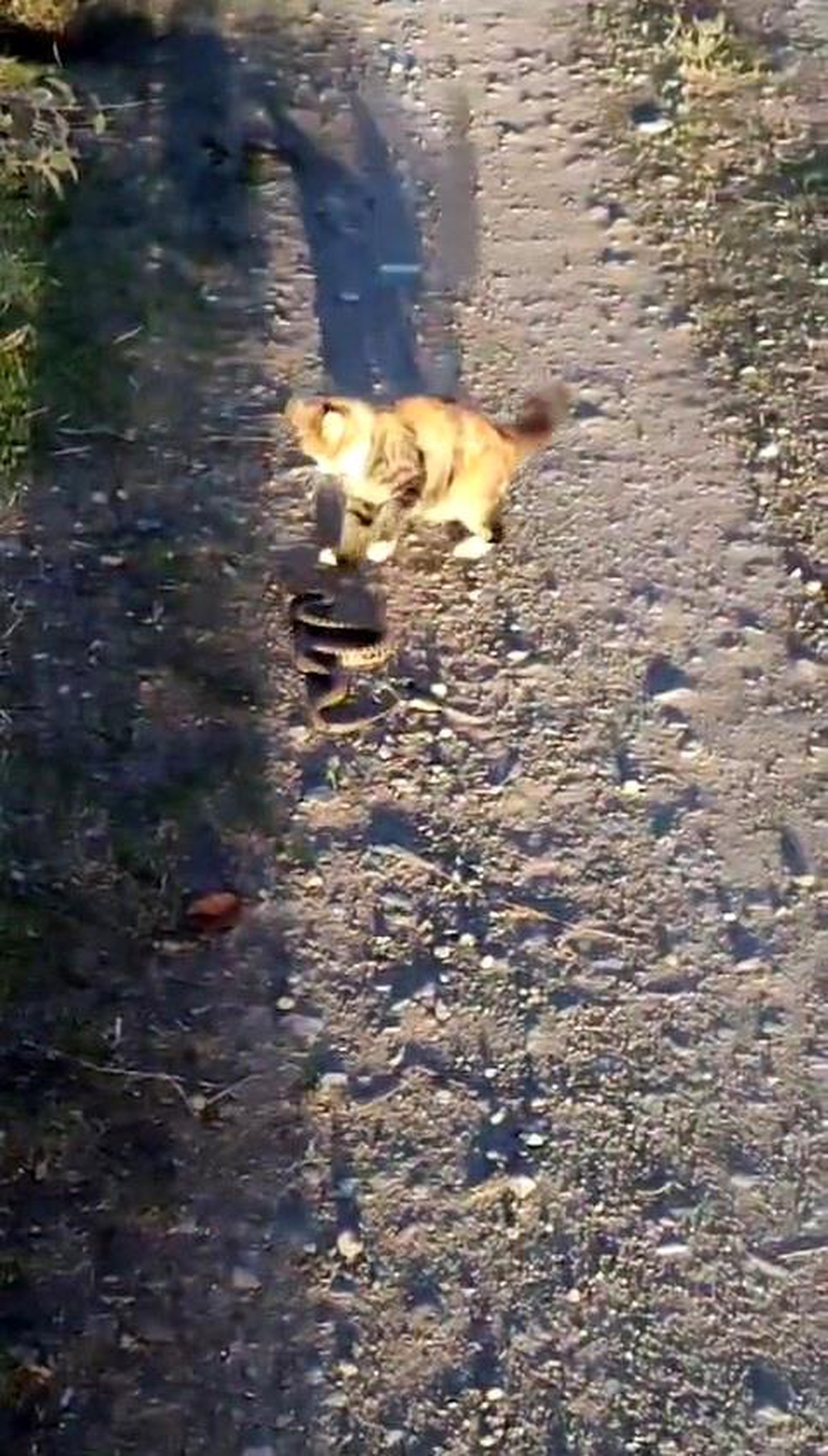 Elazığ\'da kedi ile yılanın kavgasında kazanan kedi oldu