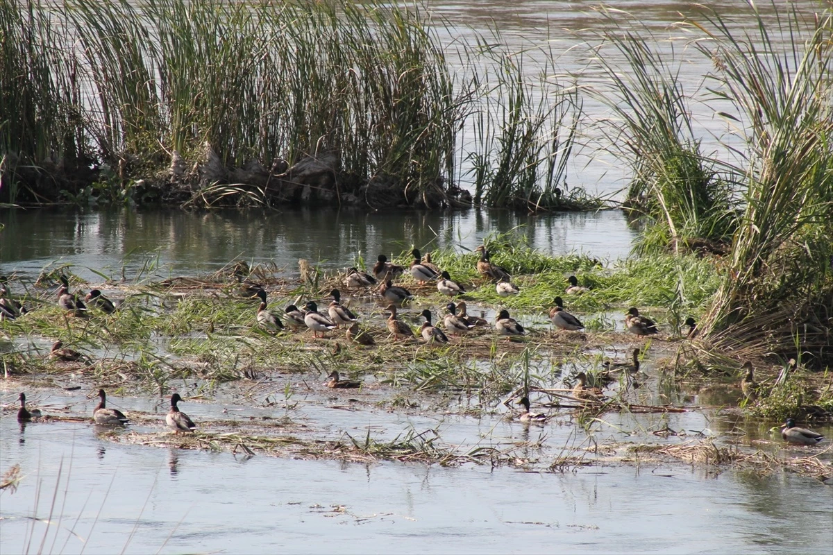 Samsun\'daki Kızılırmak Deltası Kuş Cenneti\'nde Yeşilbaş Ördekler Görüntülendi
