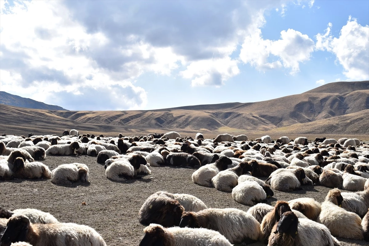 Bitlis Göçerleri Nemrut Dağı\'ndan Dönüşe Hazırlanıyor