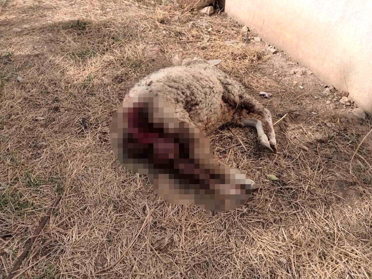 Denizli\'de sokak köpekleri ahıra saldırdı: Bir koyun telef oldu, biri yaralandı