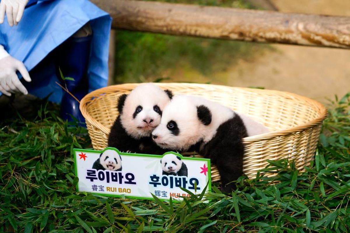 Güney Kore\'deki Everland Resort\'taki Panda İkizleri İlk Kez Halk Karşısında