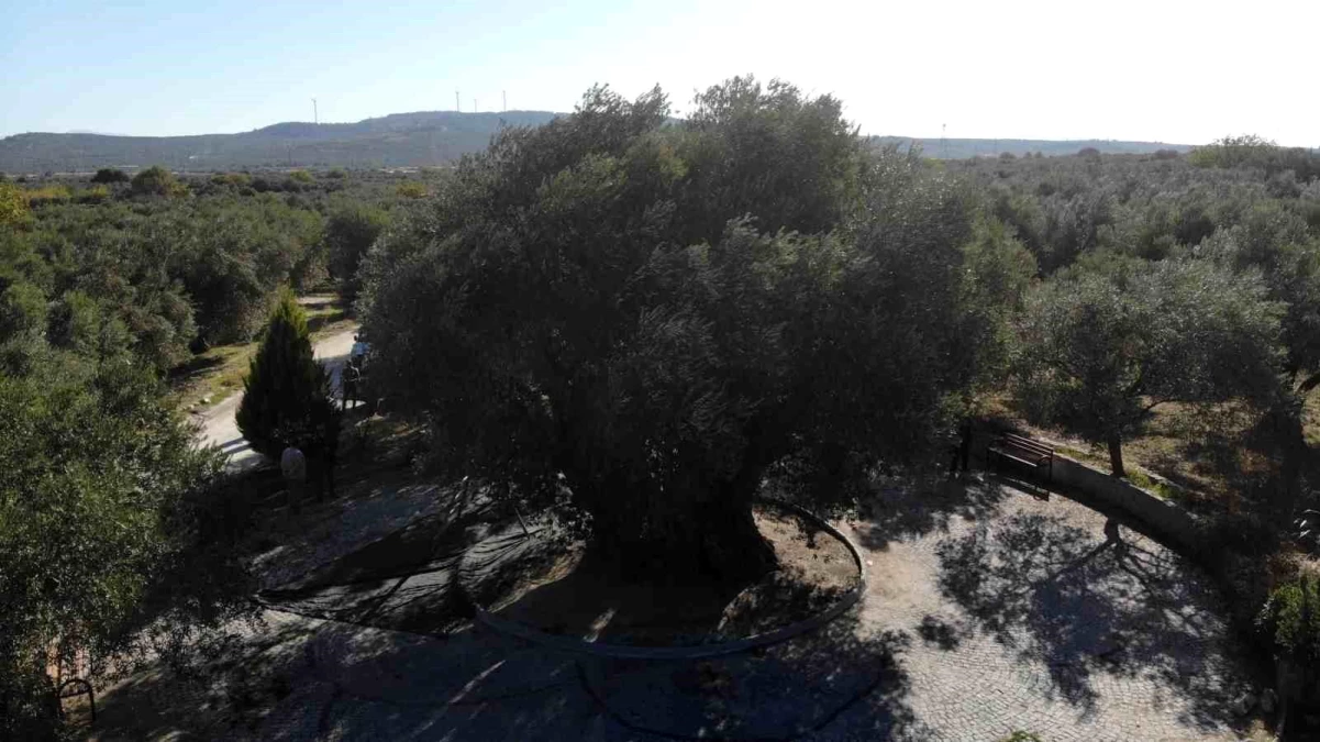 Bin 600 Yıllık Anıt Ağaç, Kuraklığa Meydan Okuyarak Zeytinlerle Dolu