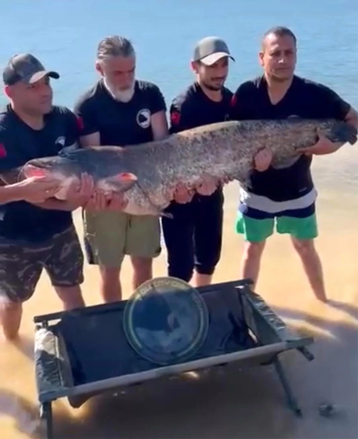 Eskişehir Olta Balıkçıları 48 Kilogramlık Yayın Balığı Yakaladı