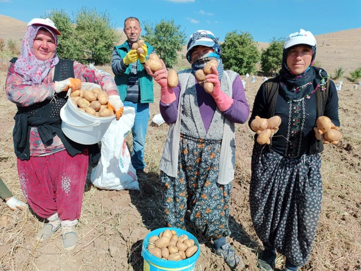 Afyonkarahisar\'da Agria cinsi patatesin kilogramı 10-13 TL arasında alıcı buluyor