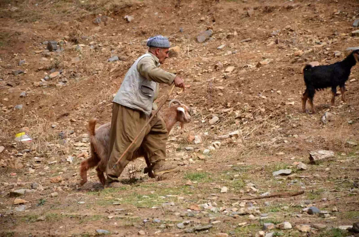 Şırnak\'ta çobanlar hayvanları ahırlara götürerek tatile girdi