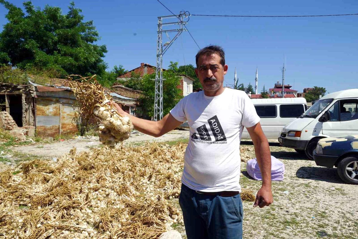 Taşköprü Sarımsağında Verim Kaybı Yaşandı