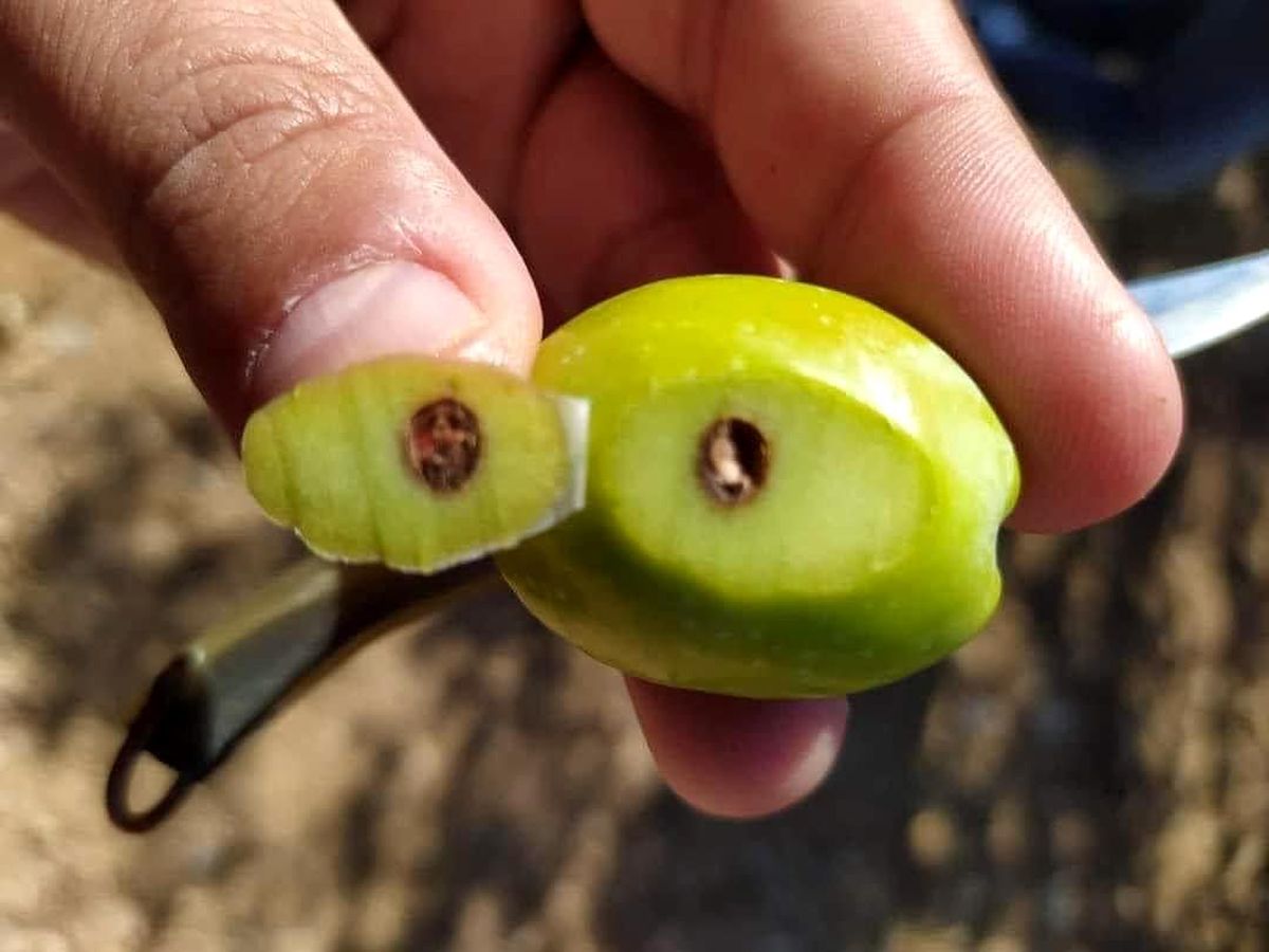Zeytin Üreticileri Zeytin Kızılkurduna Karşı Uyarıldı